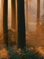 law of the&nbsp;wild