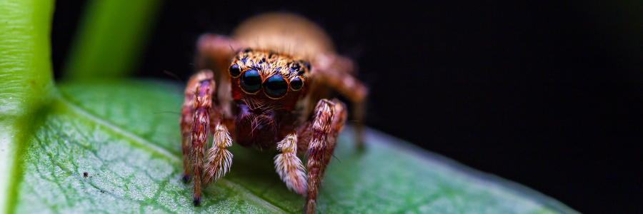 napowrimo ⬩➤ day&nbsp;twenty-two