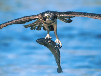 napowrimo ⬩➤ day&nbsp;twenty-four