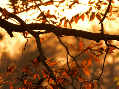 napowrimo ⬩➤ day&nbsp;twenty-five