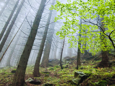 napowrimo ⬩➤ day&nbsp;twenty-six