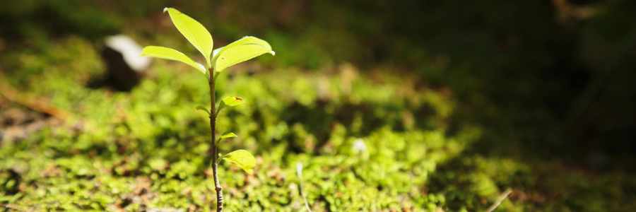 little seed